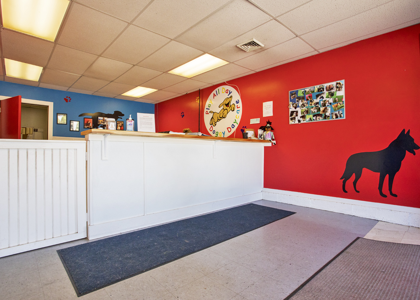Hampton NH Play All Day Doggy Daycare